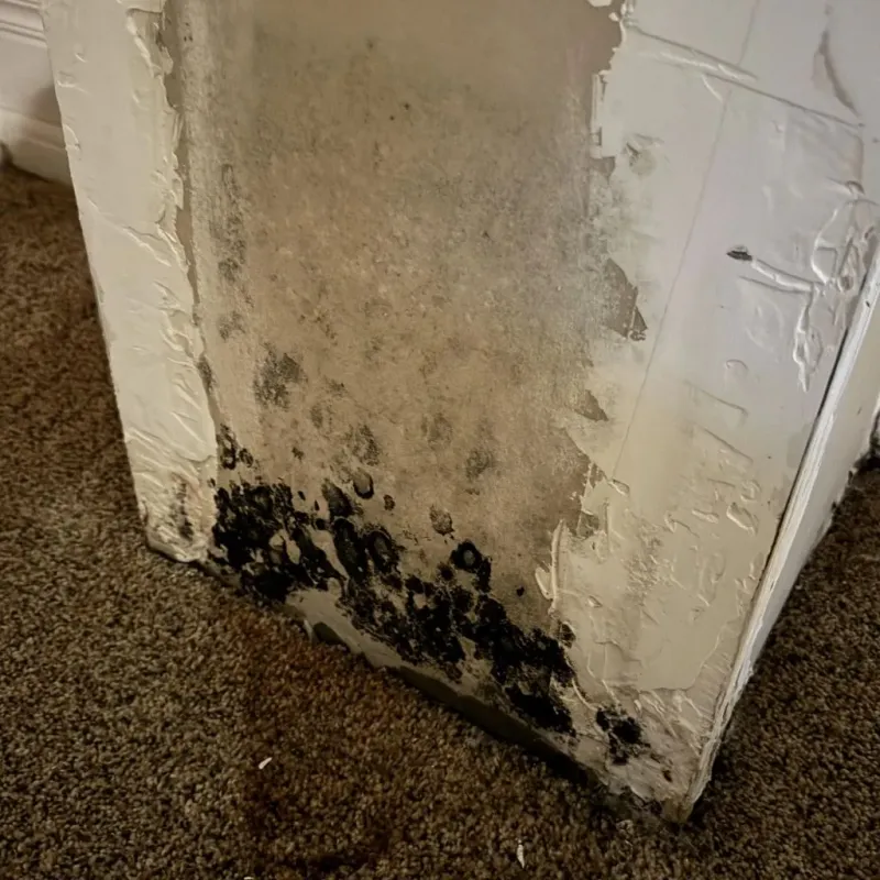 Professional Mold Removal in Ridgeland, SC